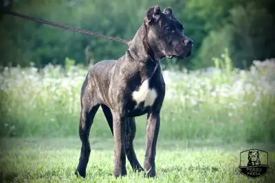 5 month old purebred female Presa Canario puppy Puppy has had a clear vet exam, deworming x4, ear cr...