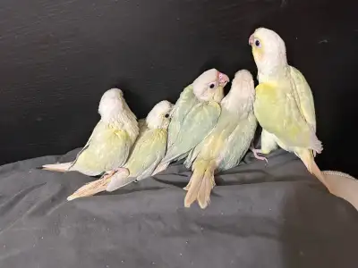 RARE Baby parrot mooncheek conure (dilute turquoise) for sale, View more