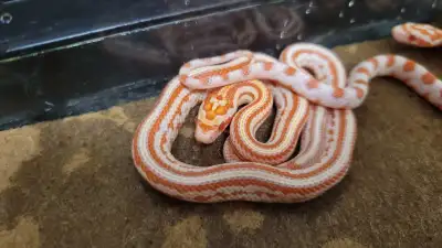 baby corn snake, View more