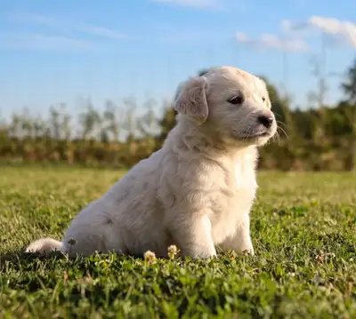 English cream golden retriever, View more