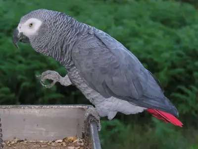 ISO African Grey Parrot, View more