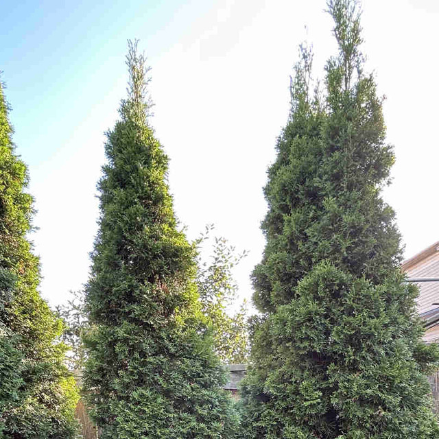 free live cedar trees in Free Stuff in Ottawa