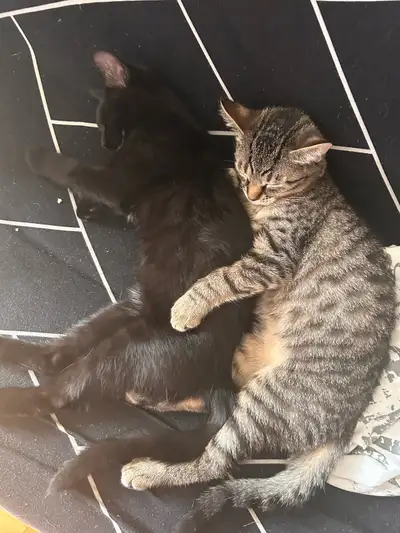 Chaton male à vendre, venir chercher Brossard