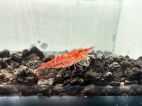 Neocaridina cherry shrimp for sale