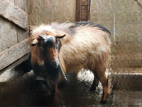 Goat Nigerian dwarf purebread