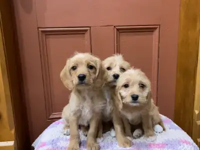 Poogle Puppies, View more