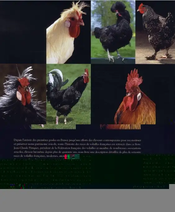 Coqs et poules (LIVRE) in Textbooks in Longueuil / South Shore - Image 3