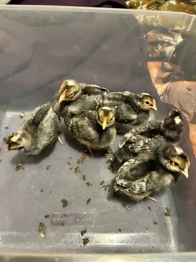 Cream Crested Legbar Male Chicks, View more