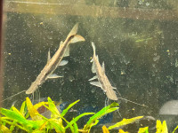 Limashovelnose catfish