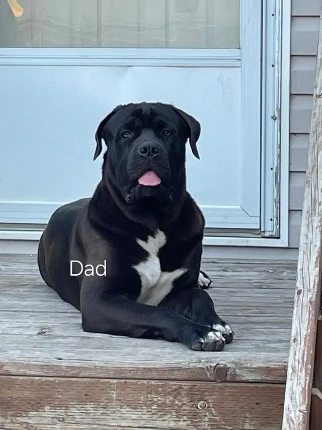 5 availavle. Ready to go. Purebred Cane Corso Puppies in Dogs & Puppies for Rehoming in Winnipeg - Image 10