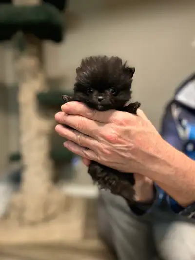 TEENY TINY POMERANIANS, View more