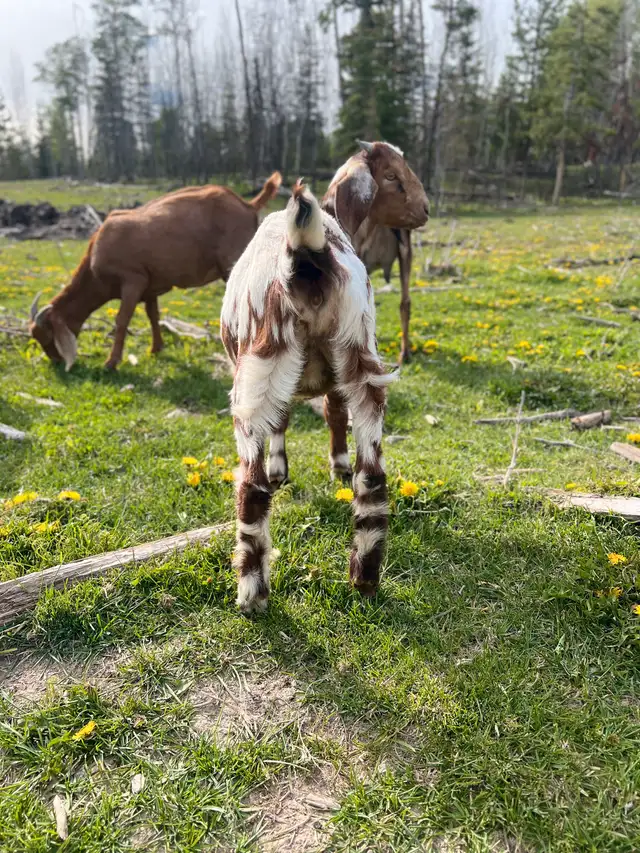 Spotted Boer cross Doeling in Livestock in Vanderhoof - Image 5