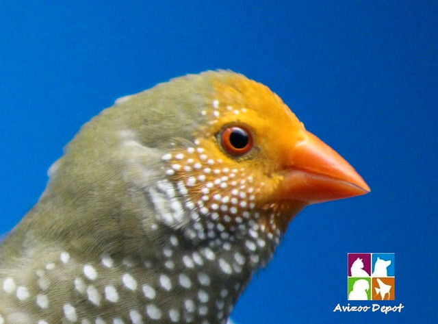 DIAMANT RUFICAUDA COUPLE DISPONIBLE dans Oiseaux à adopter  à Ville de Montréal - Image 3