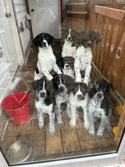 Great Pyrenees x German Short Haired pointer Puppies for sale, View more
