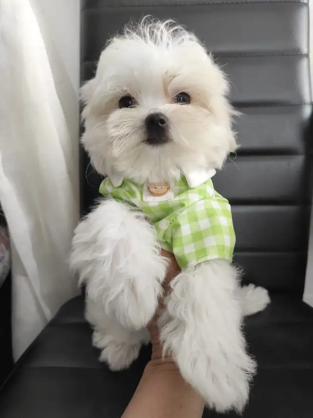 Adorable girl Maltese in Dogs & Puppies for Rehoming in Laval / North Shore - Image 2