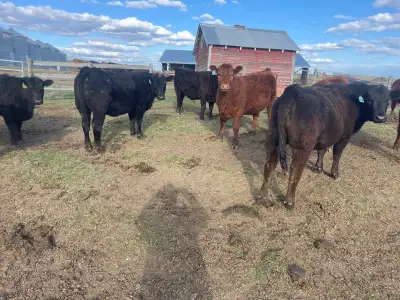 Angus Heifers, View more