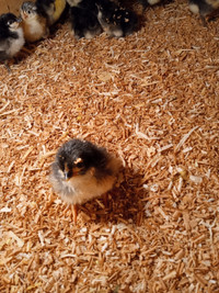 Australorp Chicks for Sale