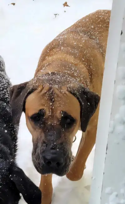 English Mastiff free, View more