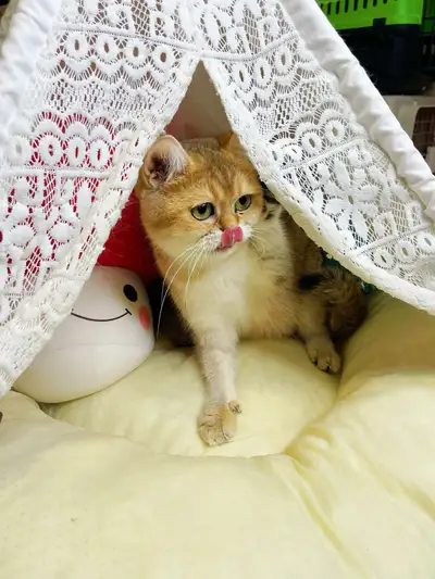 pretty cat looking for a nice family, View more