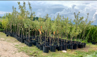 Spring Fruit tree Sale