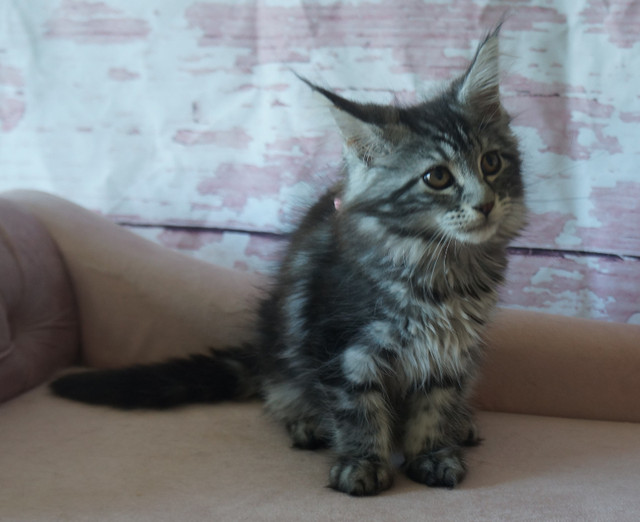 Main Coon kittens for sale   Purr-Ty Cat Paradise in Cats & Kittens for Rehoming in North Bay - Image 3