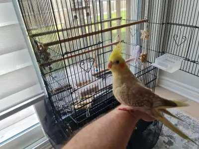Cockatiel Bird and big cage, View more