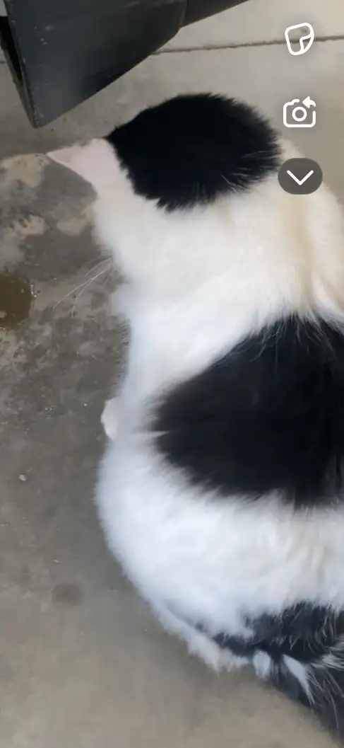 lost long haired tuxedo cat! 427545915347456003