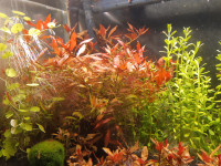 Red Aquarium Plants Ludwigia Repens x Arcuata