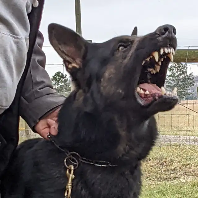 Male German Shepherd [Czech] in Dogs & Puppies for Rehoming in Mississauga / Peel Region - Image 3