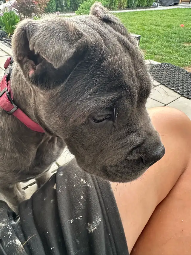 Cane Corso 11 week old female  in Dogs & Puppies for Rehoming in Mississauga / Peel Region - Image 5