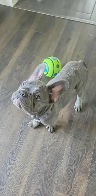 French Bulldog Puppies — Ready for Loving Homes!, View more