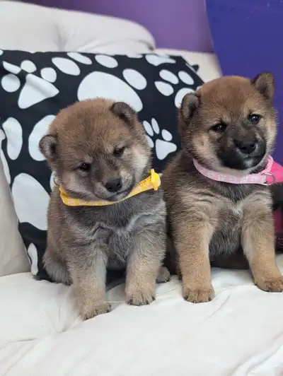 Shiba inu *mame(mini) parents have international pedigree, View more