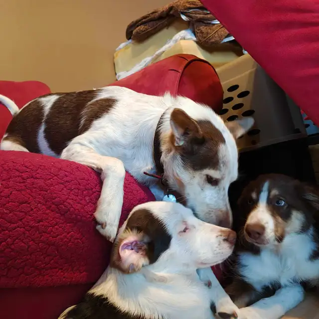 chiot berger australien mixte border husky Alaskan in Dogs & Puppies for Rehoming in Trois-Rivières - Image 7