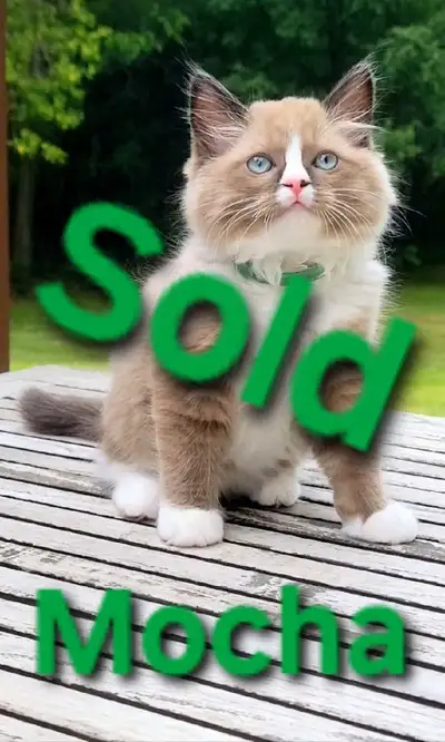 MOCHA – SEAL POINT MITTED CHERUBIM RAGDOLL BOY, View more