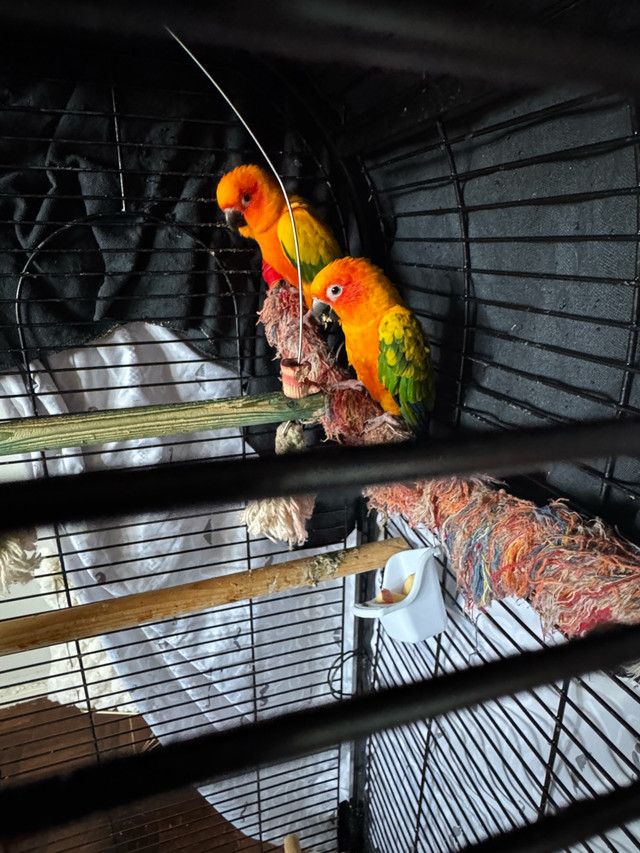 sun conure in Birds for Rehoming in Oshawa / Durham Region