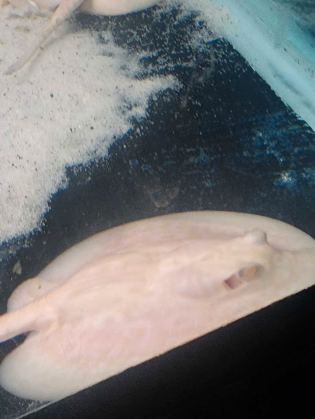 Big spot albino pearl stingray in Fish for Rehoming in Peterborough - Image 3