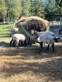 Pure bred Hampshire Ram lambs/sheep/ewes