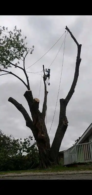 Tree Pruning Tree Removal 647 654-1884, View more