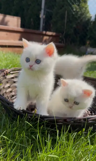 British white kitten blue eyes male, View more