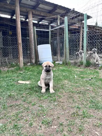 We have seven beautiful kangals for sale! 2 females= last 4 pictures. 3 males=3 first pictures. The...