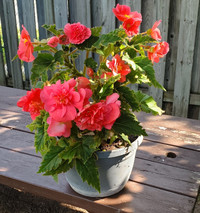 Pink Potted Plant