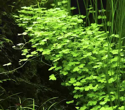 Hydrocotyle tripartita, View more