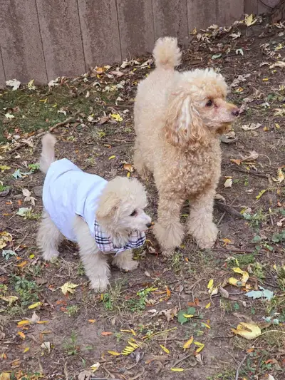 Live in or Live out housekeeper required., View more