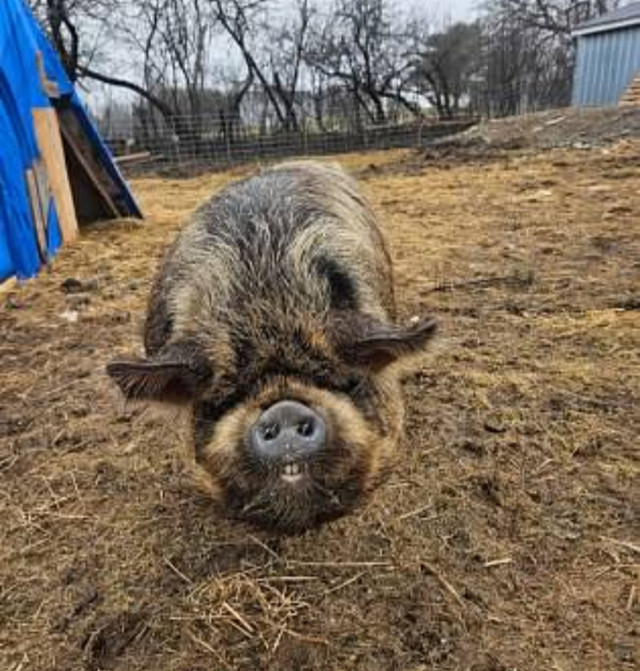 Purebred registered kunekune boar in Livestock in Fredericton - Image 3