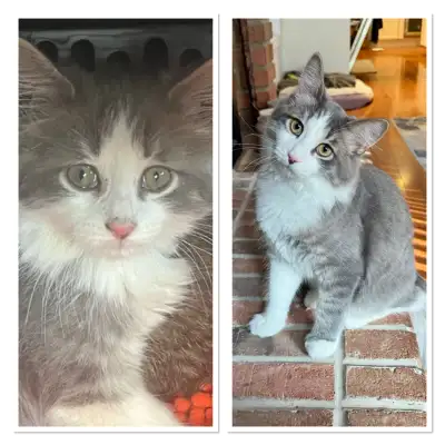 1 male cat neutered, and 1 female cat. Both one year-old and very friendly. Indoor only & must go to...
