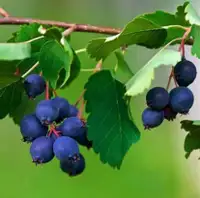 Serviceberry/ Juneberry/ Saskatoon berry plants . Delicious fruu