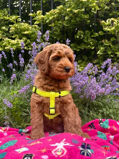 MULTIGENERATIONAL AUSTRALIAN LABRADOODLE PUPPIES-MINI AND MEDIUM, View more