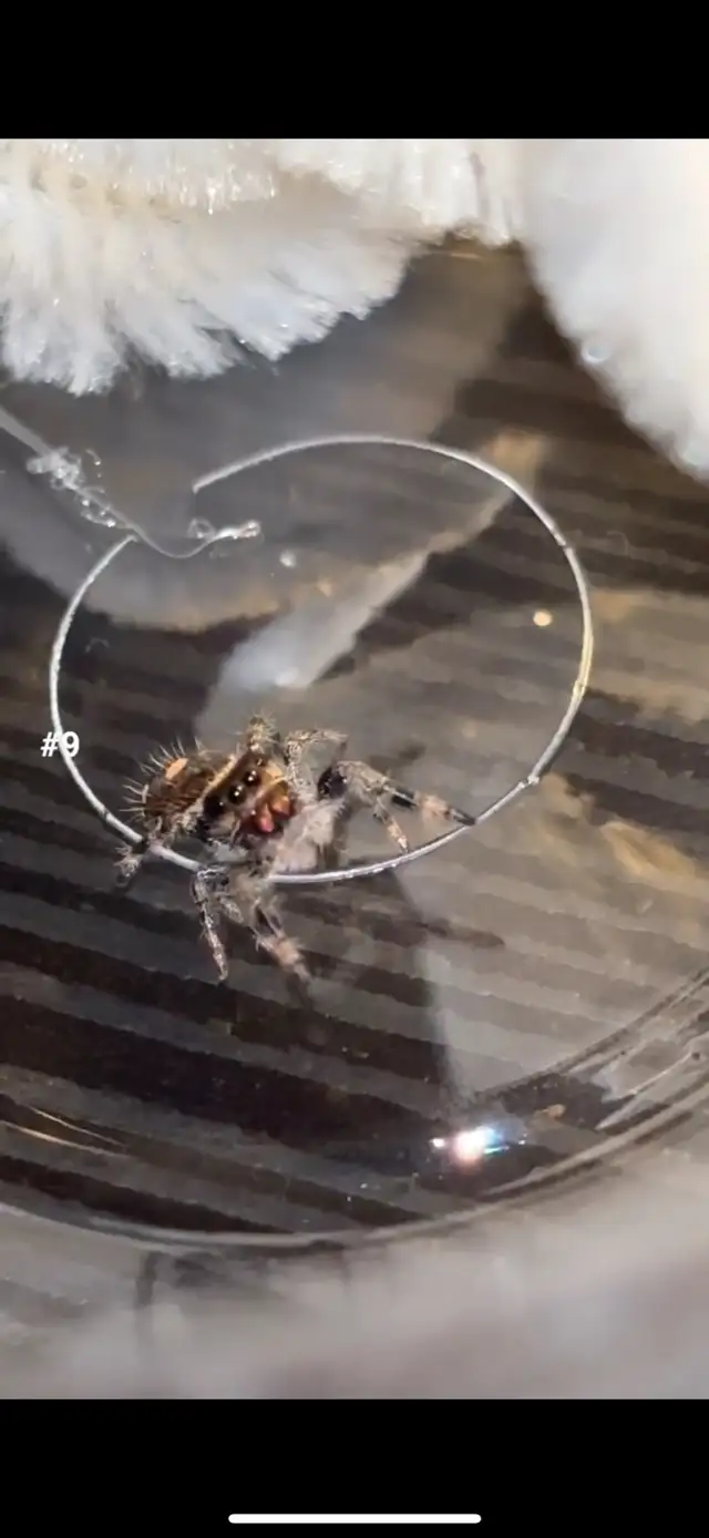 JUMPING SPIDERS FOR SALE in Small Animals for Rehoming in Markham / York Region - Image 5