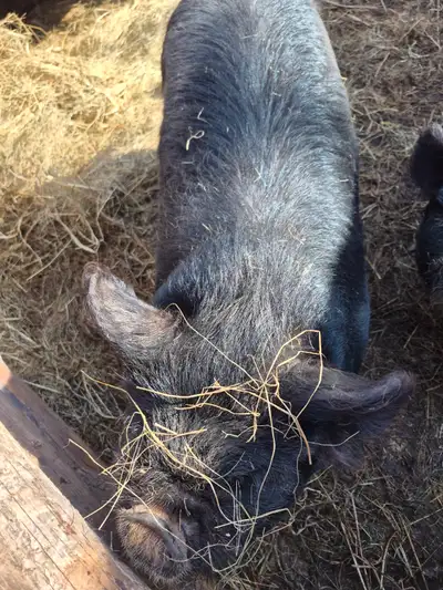 Kune male pig 8 months old intact, View more