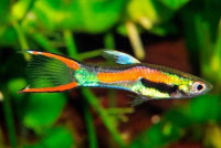 Very beautiful endler guppy fish for sale